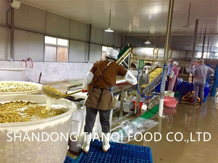 Champignon white mushroom in salted water in drums factory