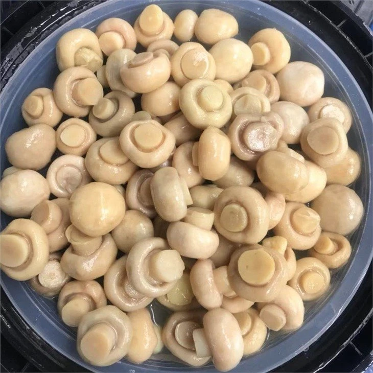 Whole champignon mushroom in salted water in drums