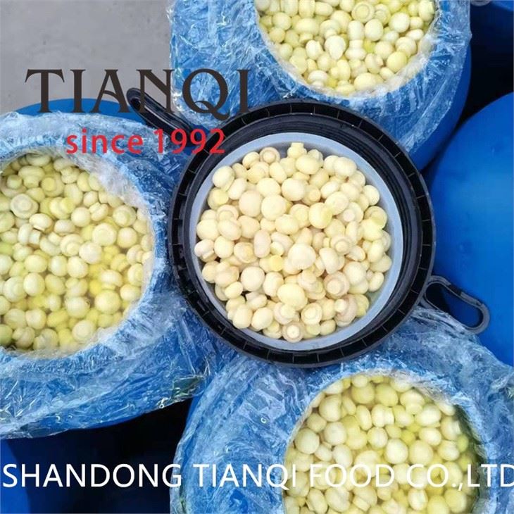 White mushroom preserved in brine in plastic drums