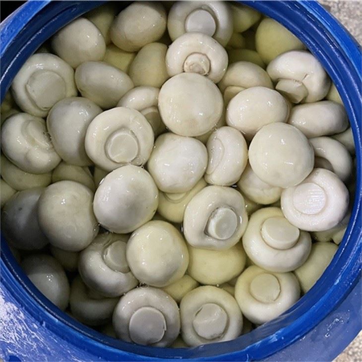 High quality whole white mushroom in brine in drums